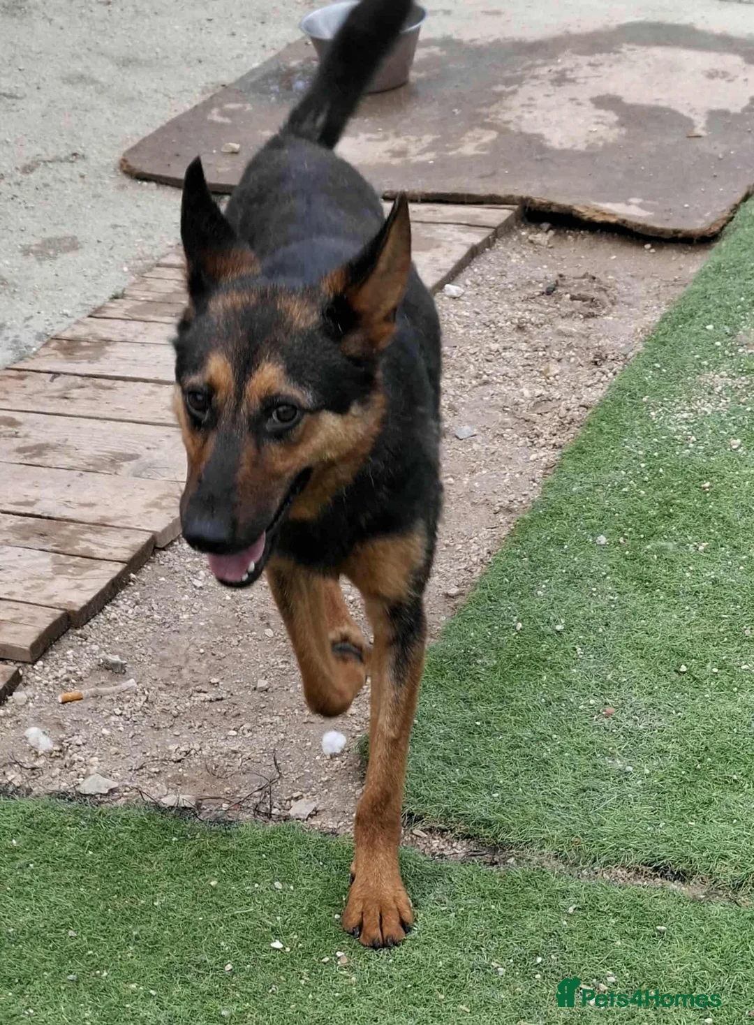 German Shepherd dogs for adoption: RICO  - Advert 9