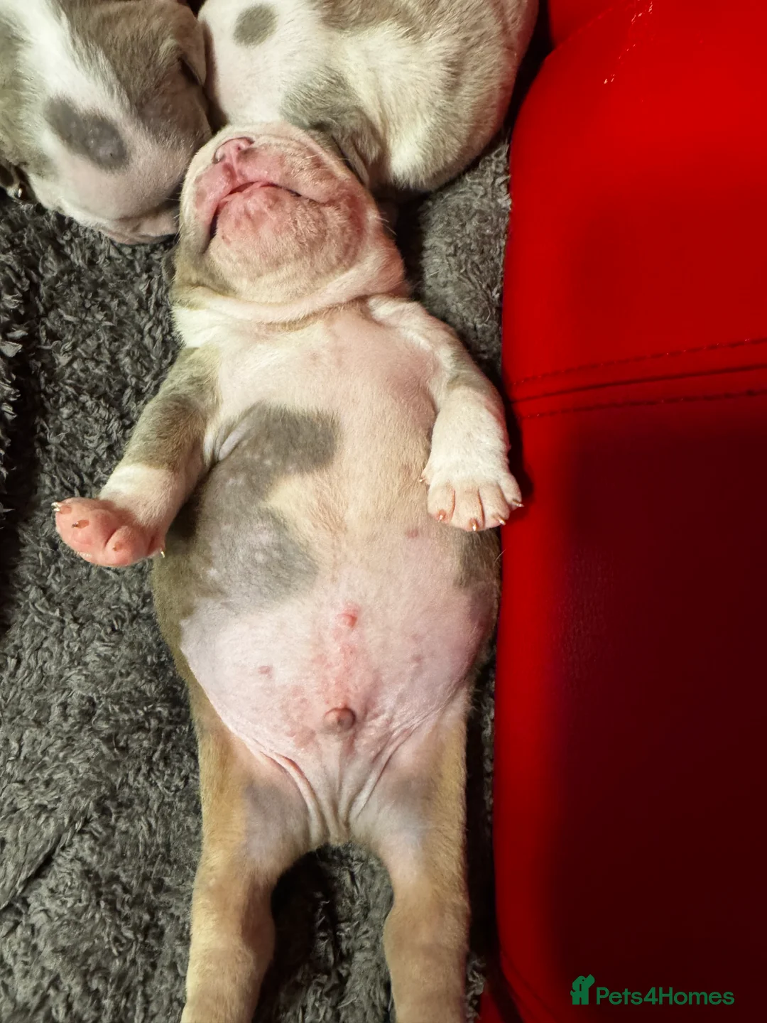 English Bulldog dogs for sale: 3 beautiful English bull dogs - Advert 8