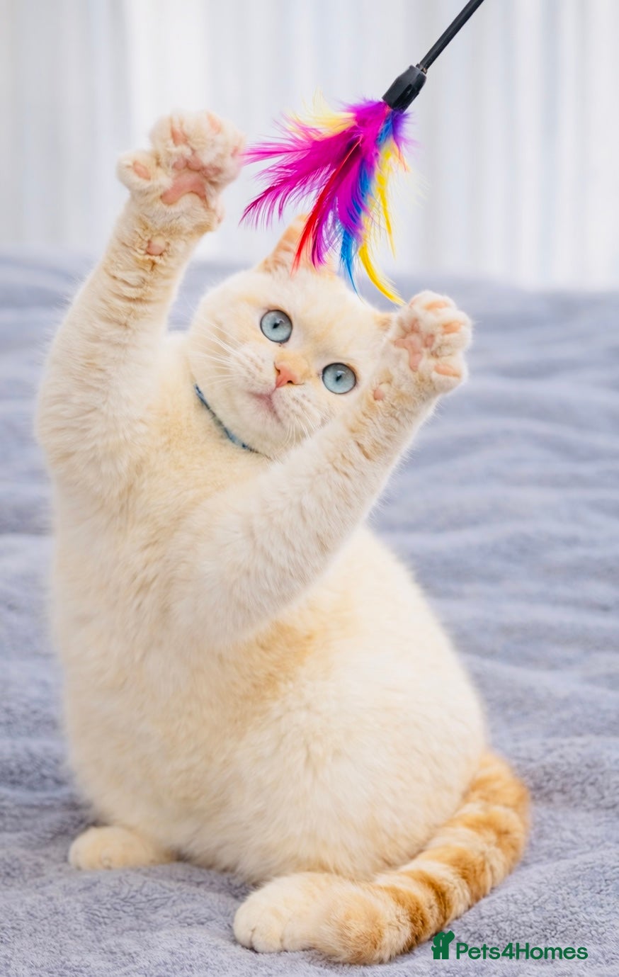 British Shorthair cats LAST NON NEUTERED Flame Point British Shorthair!!! - Advert 17