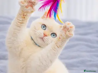 British Shorthair cats LAST NON NEUTERED Flame Point British Shorthair!!! - Advert 17