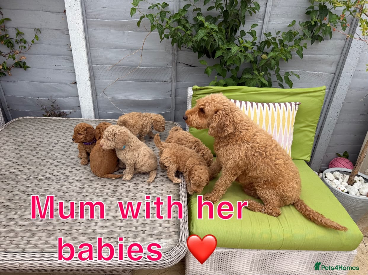 Labradoodle dogs Miniature F1BB labradoodles parents DNA TESTED  - Advert 5