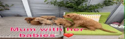 Labradoodle dogs for sale: Miniature F1BB labradoodles parents DNA TESTED  - Advert 1