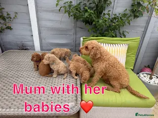 Labradoodle dogs Mini F1BB labradoodles DNA TESTED 2 Boys 🏡 - Advert 3