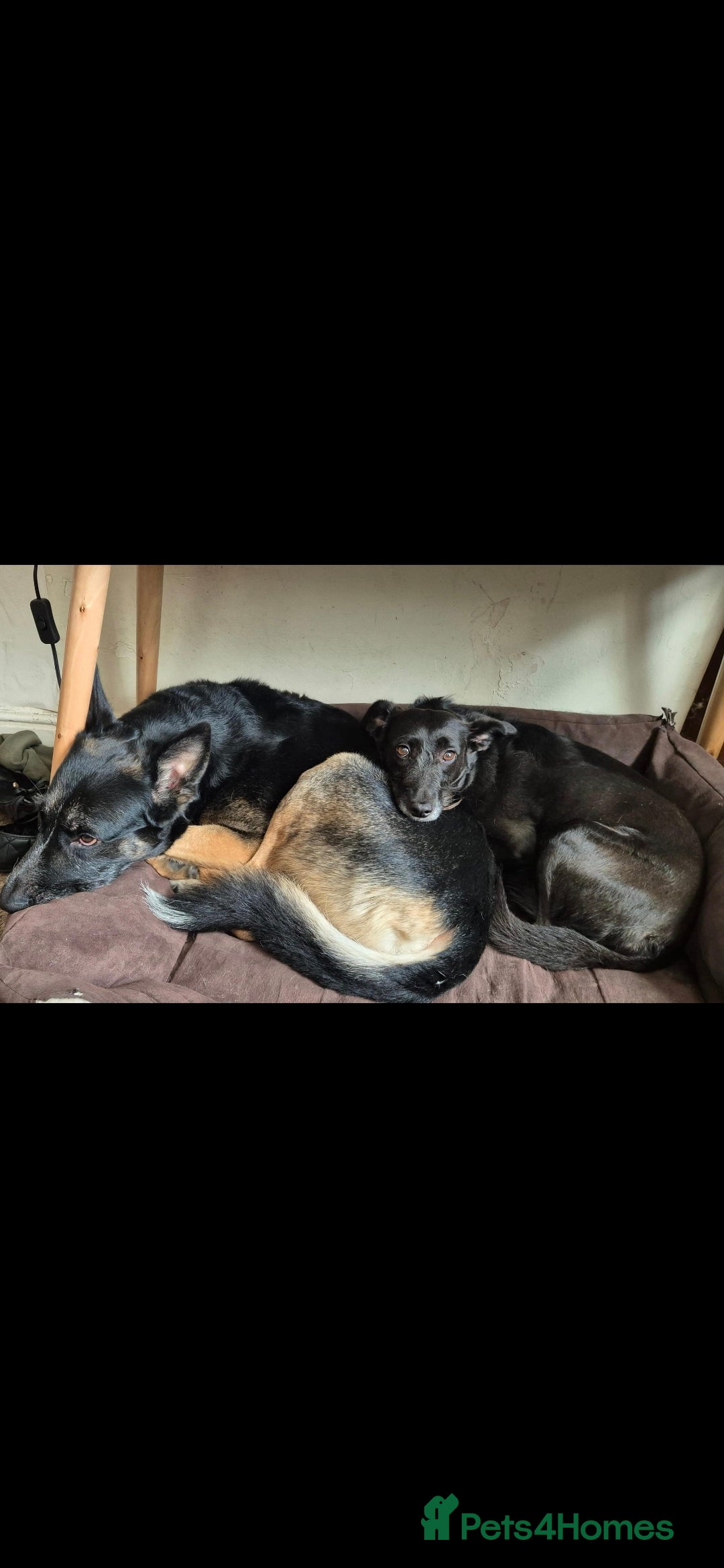 German Shepherd dogs for sale: Gsd x Rottweiler x Deerhound - Marley 💕 - Advert 18