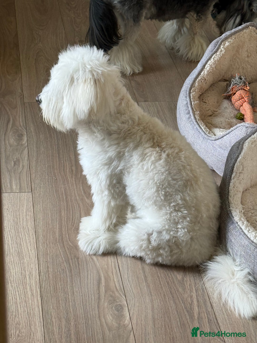 Bichon Frise dogs for sale: Bichion Frise 10months Girl - Image 2