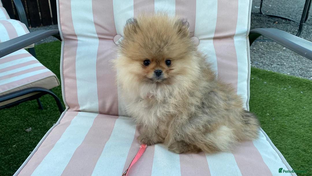 Pomeranian dogs for sale: pomaranian puppy for sale  - Advert 2