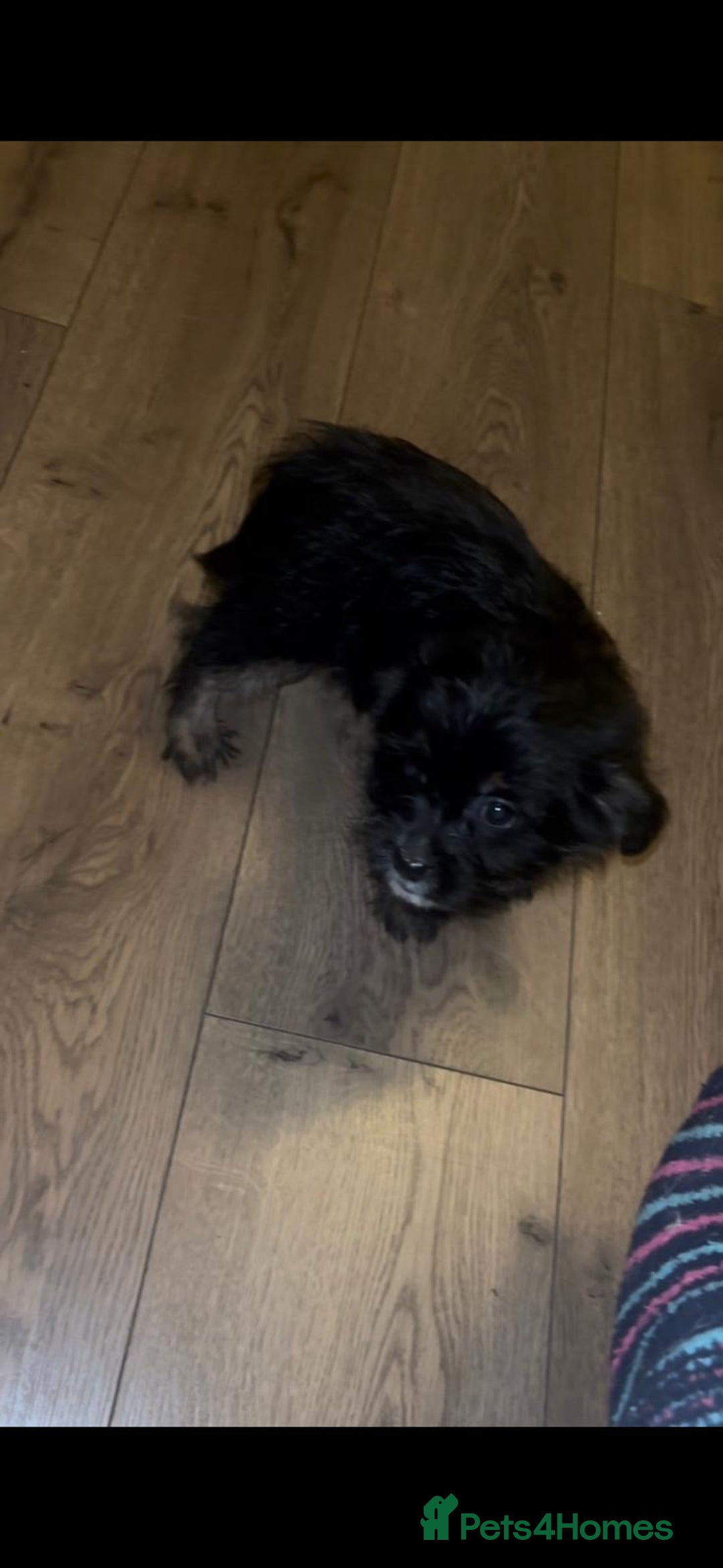 Mixed Breed dogs for sale: Very adorable Shih tzu for sale , 2 boys and 1girl - Advert 14