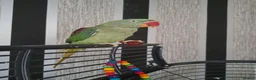 Parrots birds for sale: Alexandrine parrot in Merthyr Tydfil - Advert 3