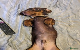 Miniature Dachshund dogs for stud: Brown and tan miniature dachshund for stud - Image 3