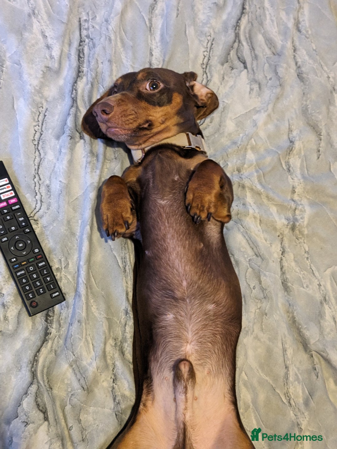 Miniature Dachshund dogs for stud: Brown and tan miniature dachshund for stud - Image 3