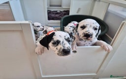 Dalmatian dogs for sale: 💙last LUA boy 💙 KC reg - Image 21