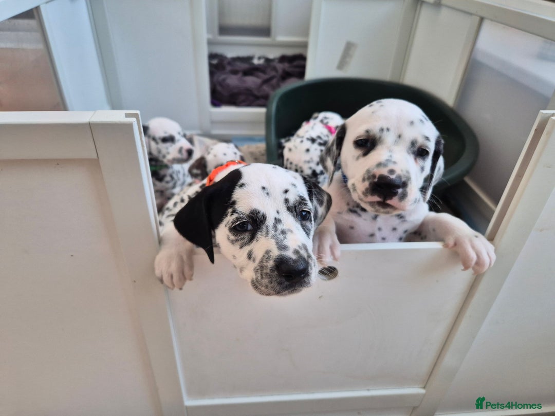 Dalmatian dogs for sale: 💙last LUA boy 💙 KC reg - Image 21