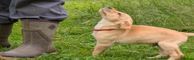 Labrador Retriever 4