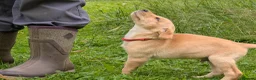 Labrador Retriever dogs for sale: Golden Yellow Lab pups in York - Advert 9