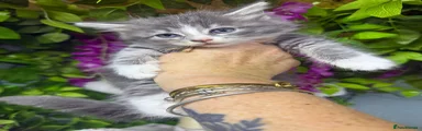 Maine Coon 5
