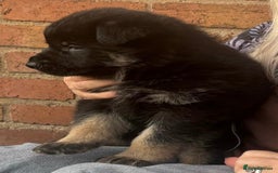 German Shepherd dogs for sale: TOP CHAMPION LINE GERMAN SHEPHERD PUPPIES FOR SALE - Advert 12