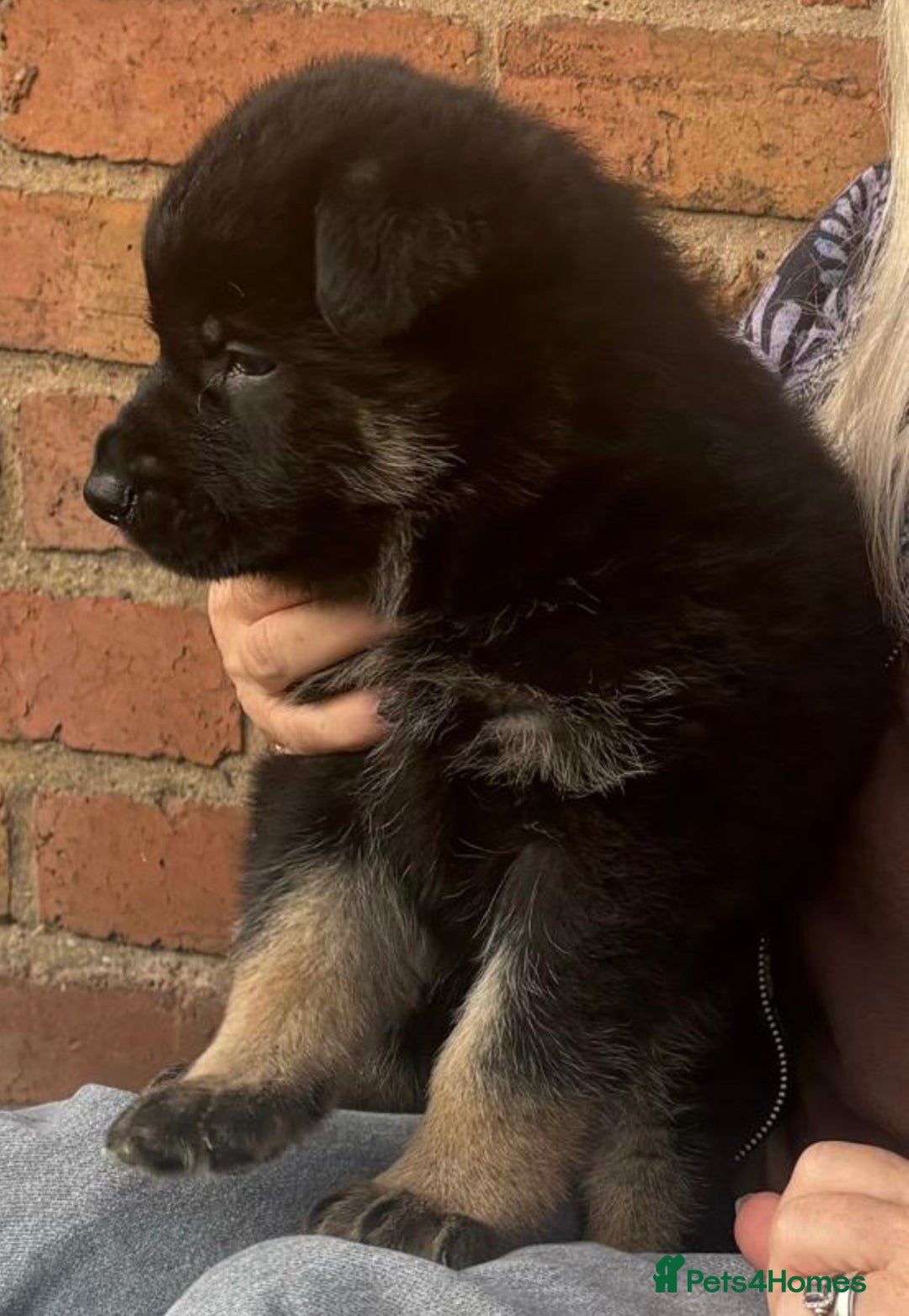 German Shepherd dogs for sale: TOP CHAMPION LINE GERMAN SHEPHERD PUPPIES FOR SALE - Advert 12