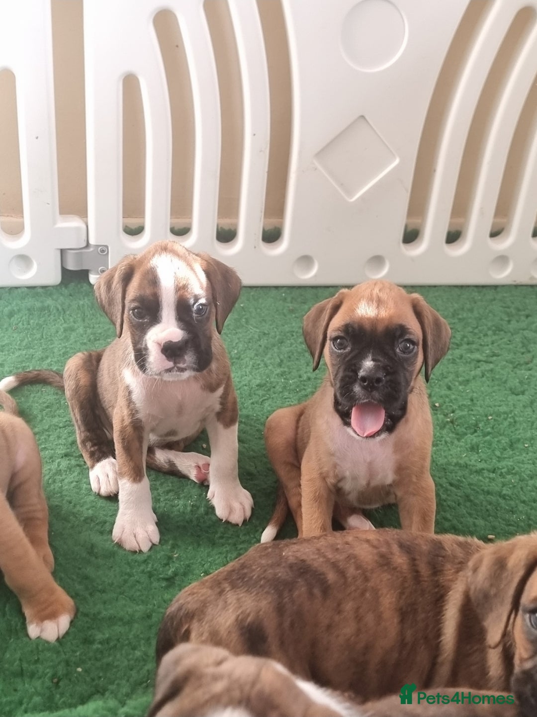 Boxer dogs for sale:   Outstanding  KC Boxer puppies - Advert 4