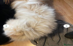 Pomeranian dogs for sale: Beautiful Pomerian Boy  - Image 15