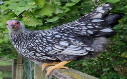 Chickens poultry for sale: Silver Laced Wyandotte Bantam Trio - Image 1
