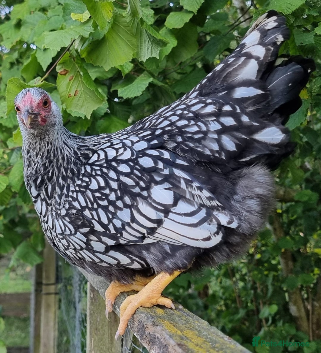 Chickens poultry for sale: Silver Laced Wyandotte Bantam Trio - Image 1