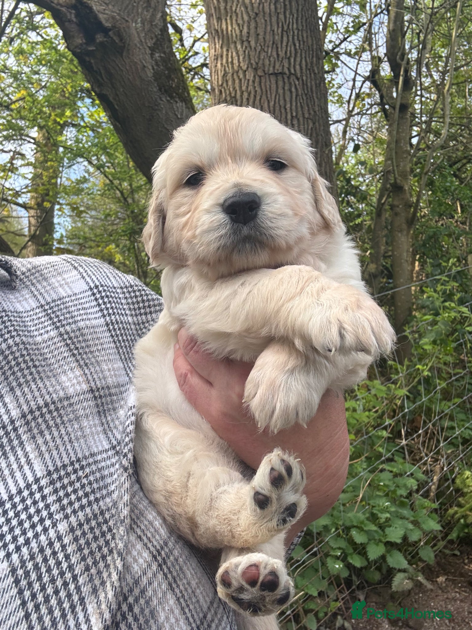 Golden Retriever dogs Gorgeous Golden Retrievers Only 2 Left - Advert 2