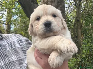 Golden Retriever dogs Gorgeous Golden Retrievers Only 2 Left - Advert 1