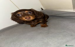 Dachshund dogs for sale: Mini long and smooth hair dachshund puppies  - Image 5
