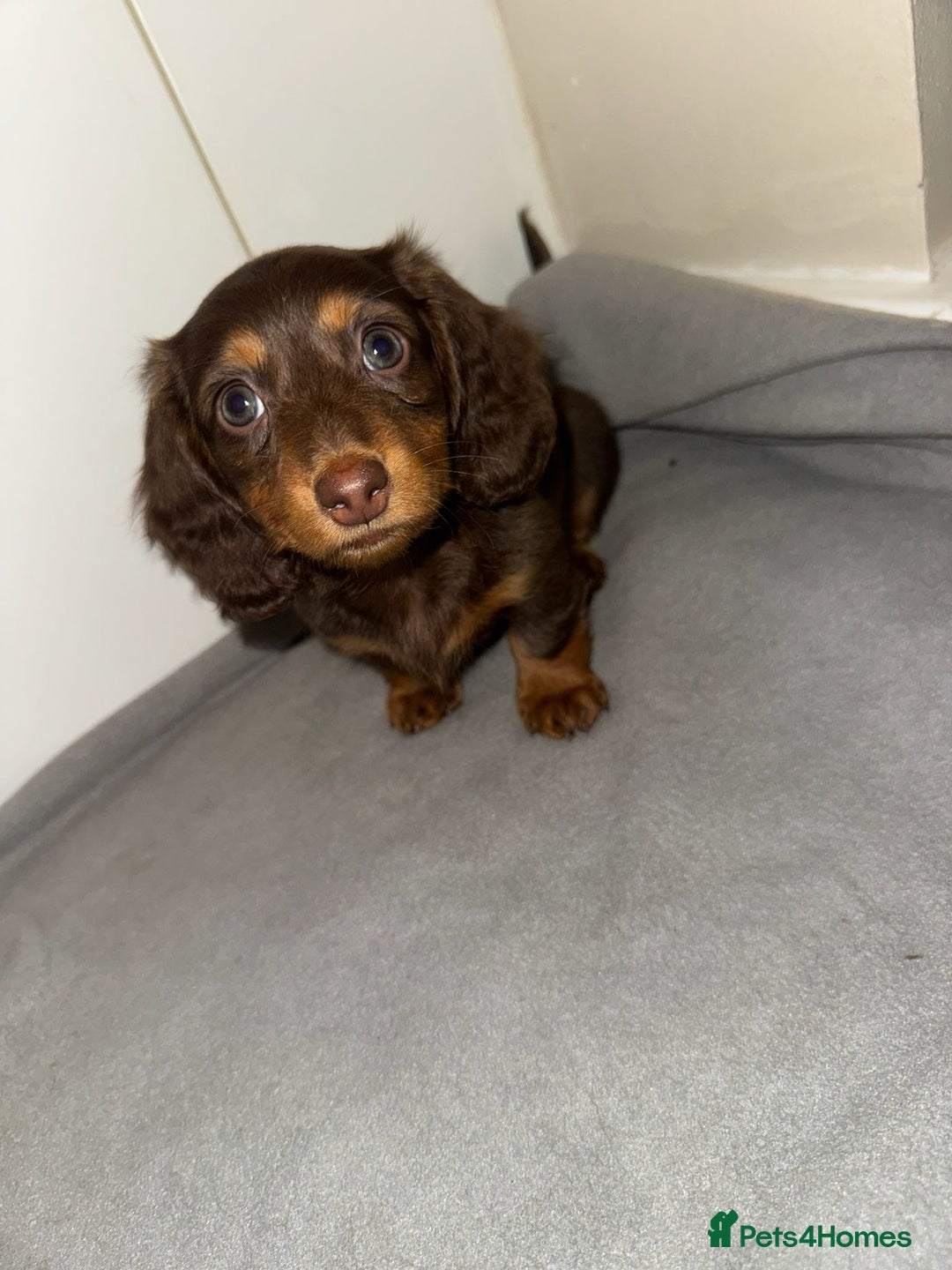 Dachshund dogs for sale: Mini long and smooth hair dachshund puppies  - Image 5