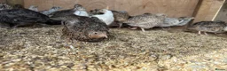 Quail poultry for sale: Coturnix Quail | Hatching Eggs, Day Olds & Older - Advert 11