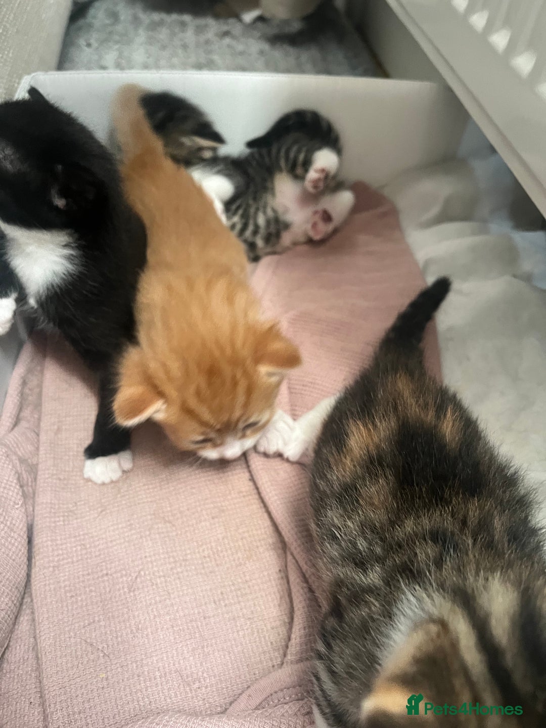 Mixed Breed cats for sale: 3 gorgeous kittens available - Image 2