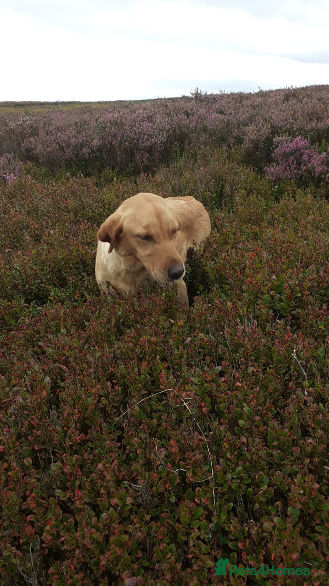 Labrador Retriever dogs for sale: Yellow Labrador female - Image 5