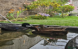 Ducks poultry for sale: 3 ducks for sale - Image 1