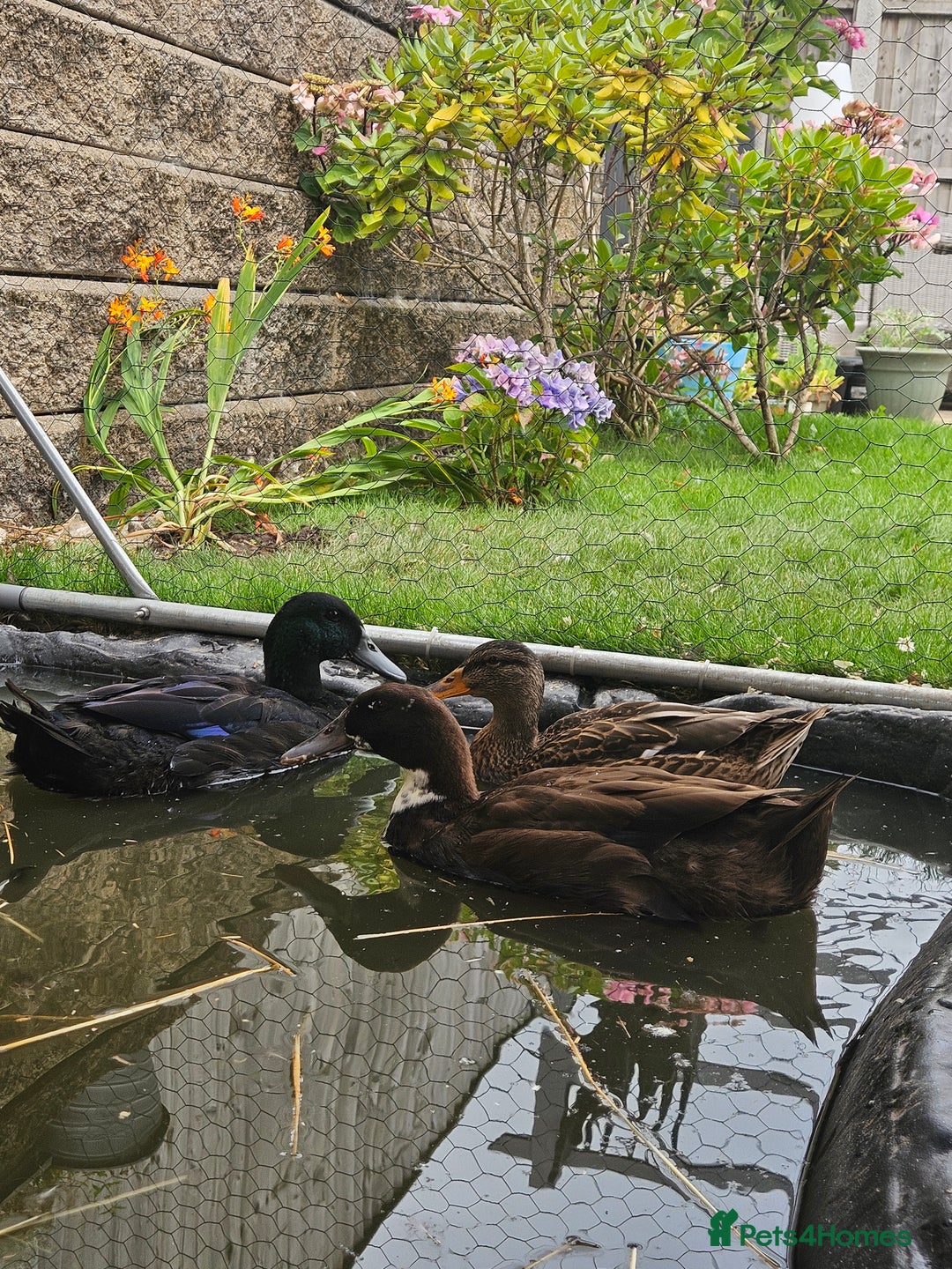 Ducks poultry for sale: 3 ducks for sale - Image 1