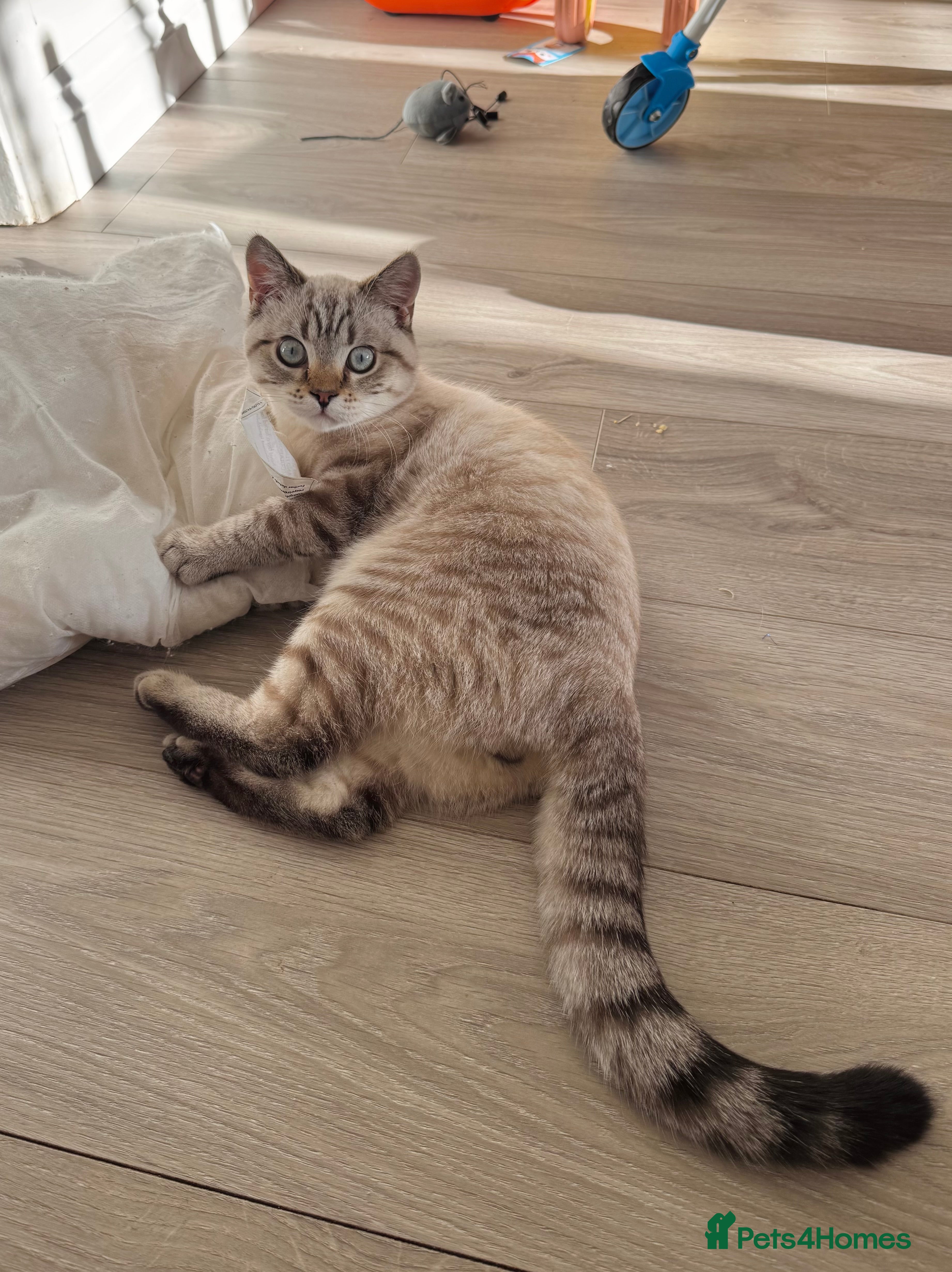 British Shorthair cats Rare Silver Spotted British Shorthair Kitten - Advert 2