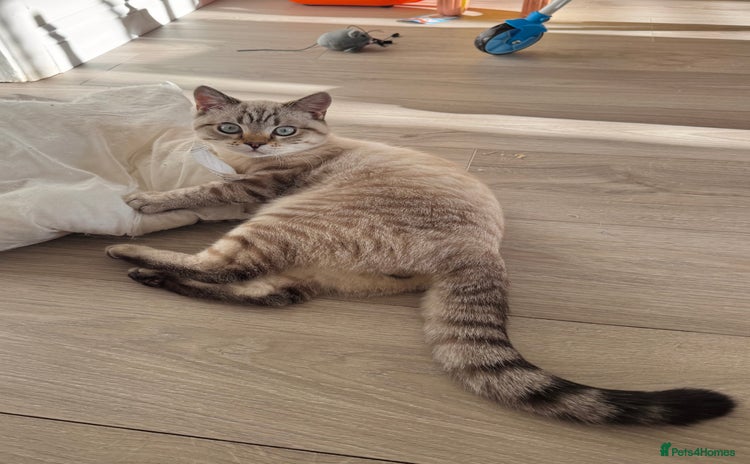 British Shorthair cats - Advert 16