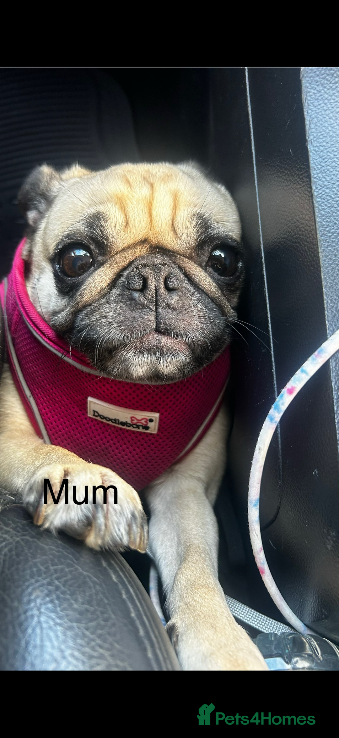 Pug dogs for sale: 2 beautiful pug puppies - Image 4