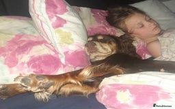 Field Spaniel dogs for sale: Spaniel puppies  - Image 11