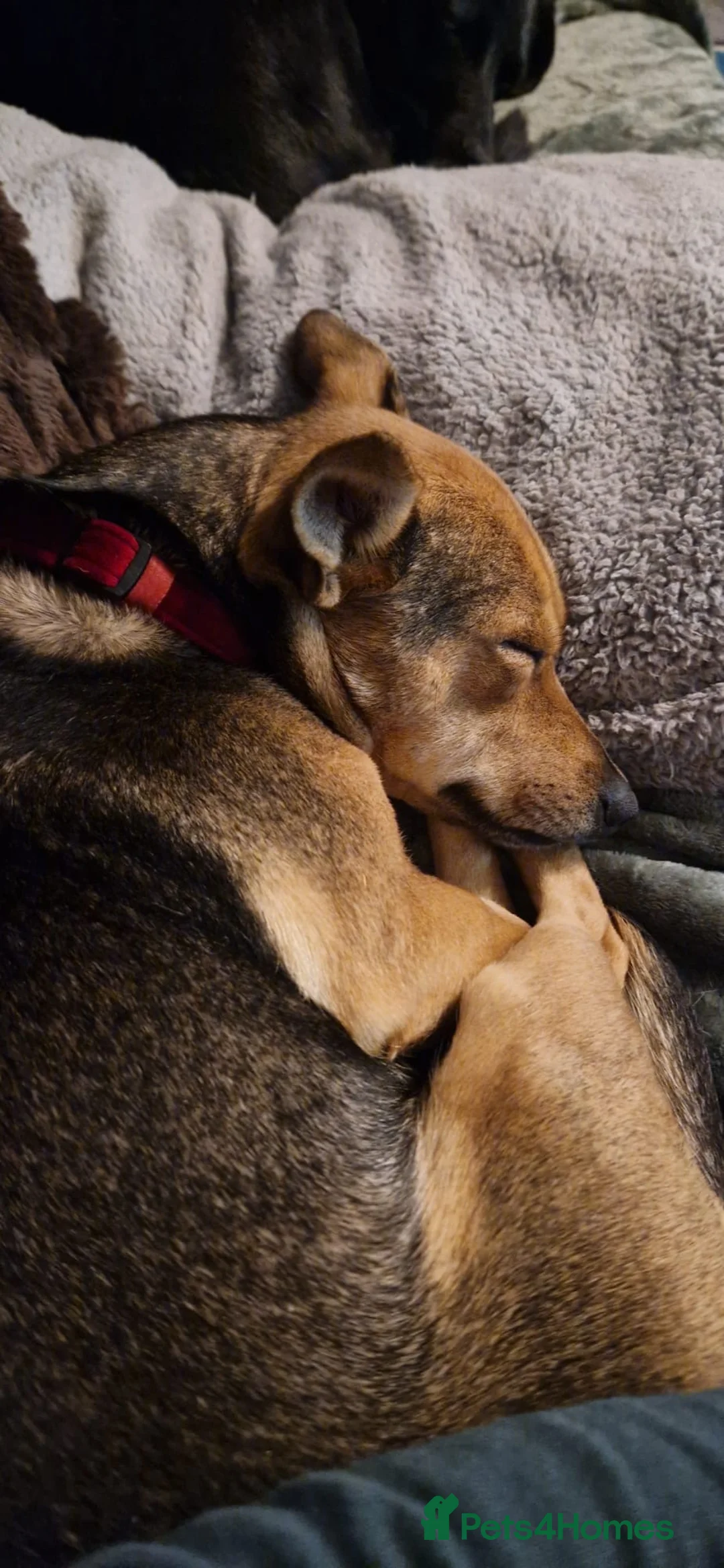 Mixed Breed dogs for adoption: Pippa  - Advert 8