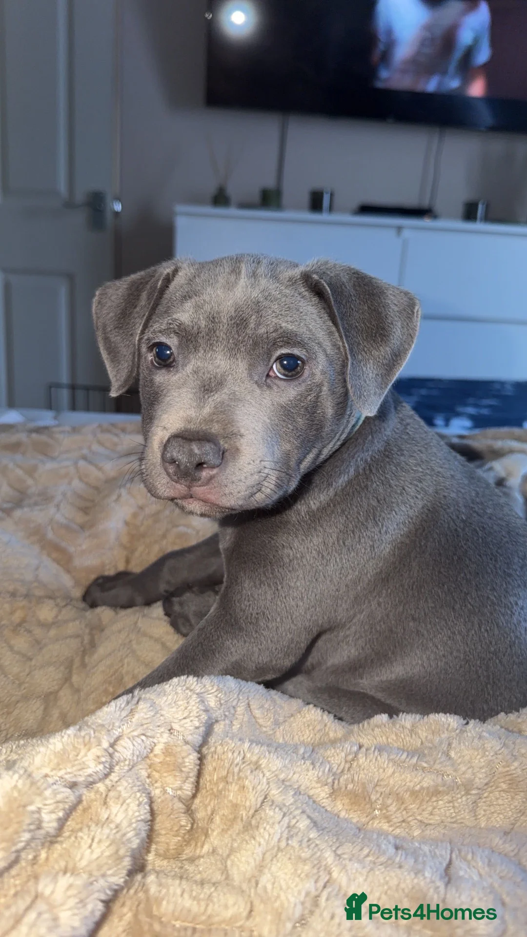Staffordshire Bull Terrier dogs for sale: Milo - blue Staffordshire  - Advert 4