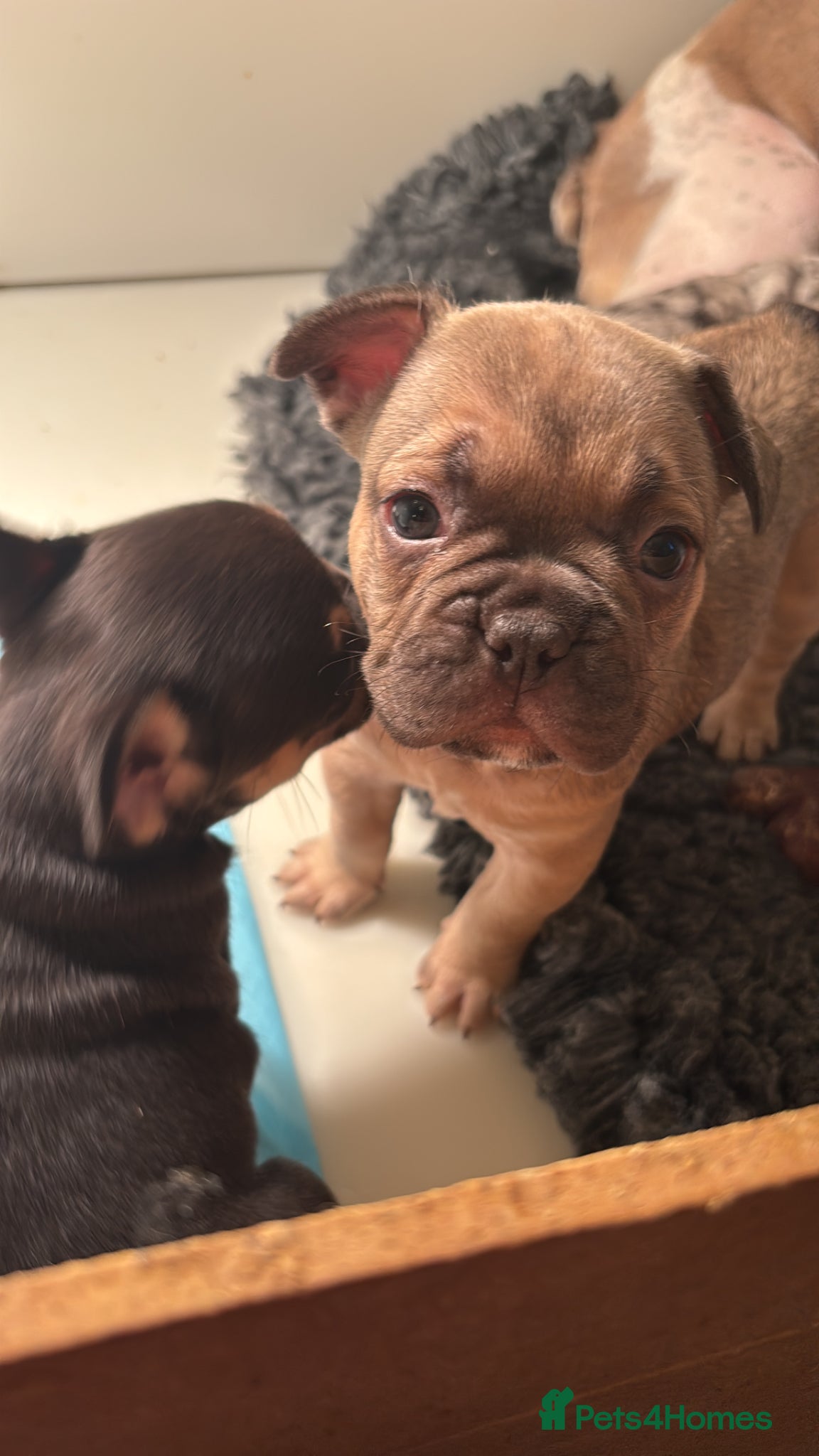 French Bulldog dogs French bulldog fluffy carriers last boy available  - Advert 2