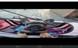 French Bulldog dogs for sale: Two female french bulldogs for sale - Image 6