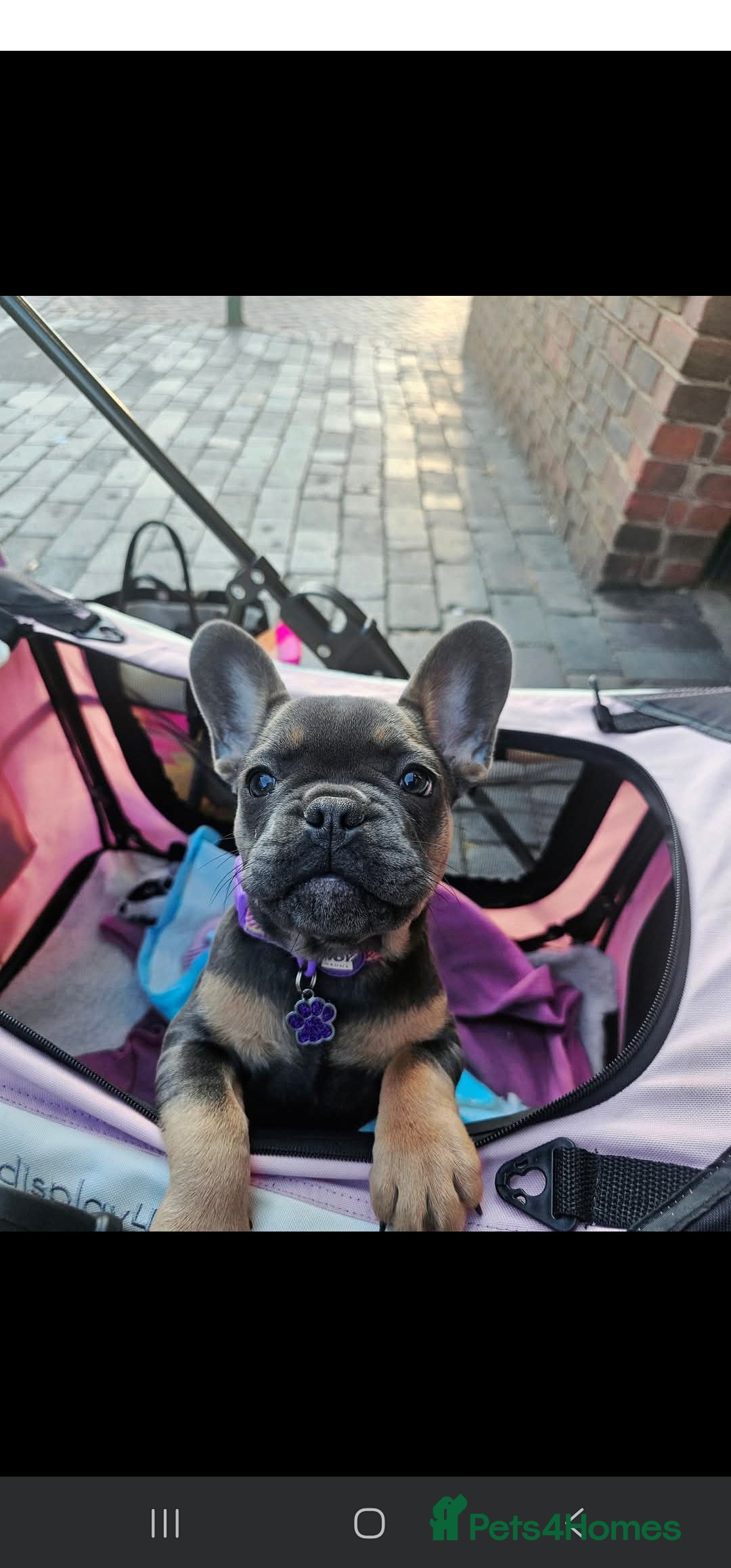 French Bulldog dogs for sale: Two female french bulldogs for sale - Image 6
