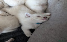 Ragdoll cats for sale: Stunning fluffy show quality ragdolls  - Image 18