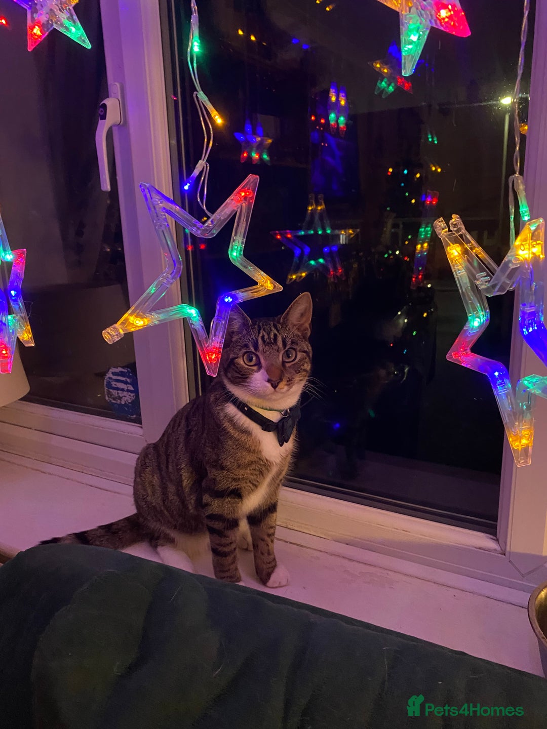 Domestic Shorthair cats for sale: Male cat - Image 11