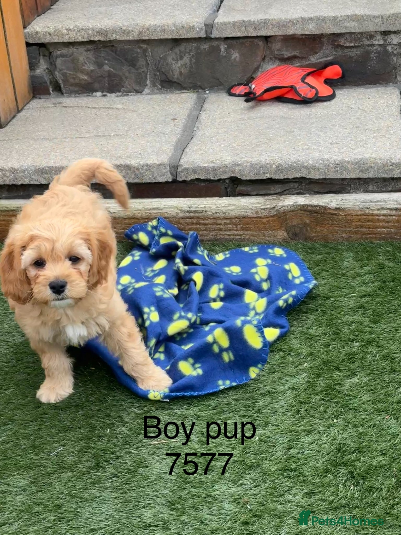 Cavapoochon dogs for sale: Stunning litter of Cavapoochon pups. - Advert 4