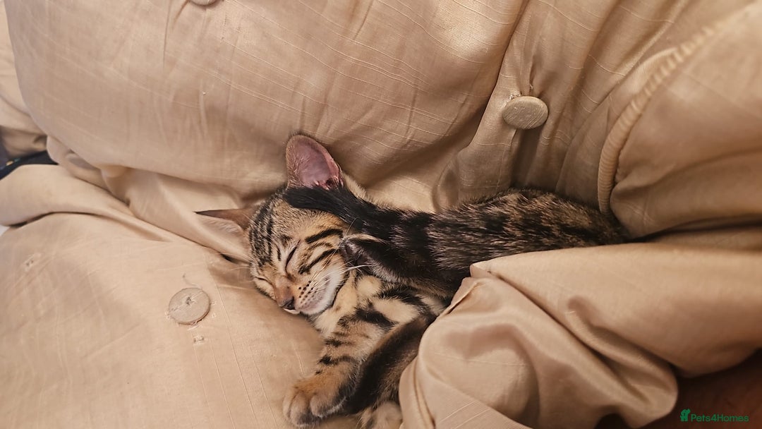 Bengal cats for sale: Bengal kitten  - Image 4