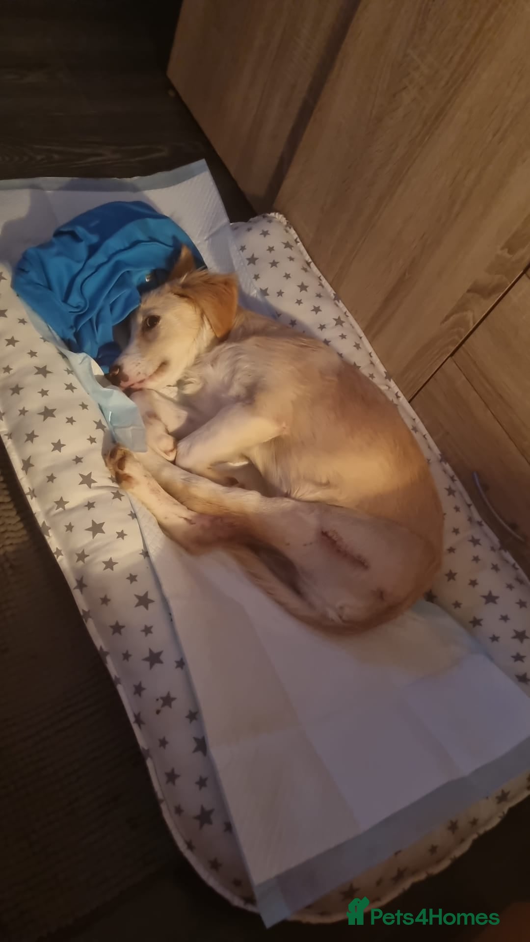 Mixed Breed dogs for adoption: Sweet Little OLAF – Hit and Run 😡 - Advert 6