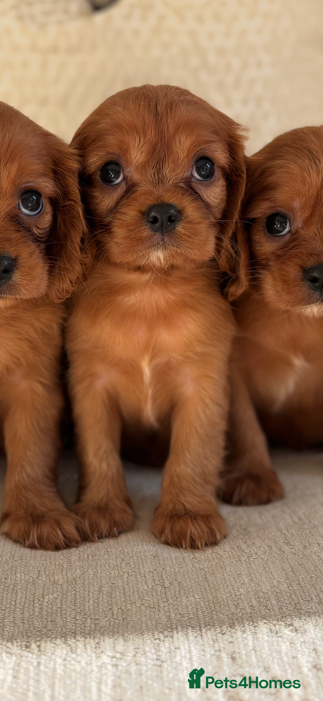 Cavalier King Charles Spaniel dogs for sale: KC registered Health tested King Charles cavalier - Advert 5