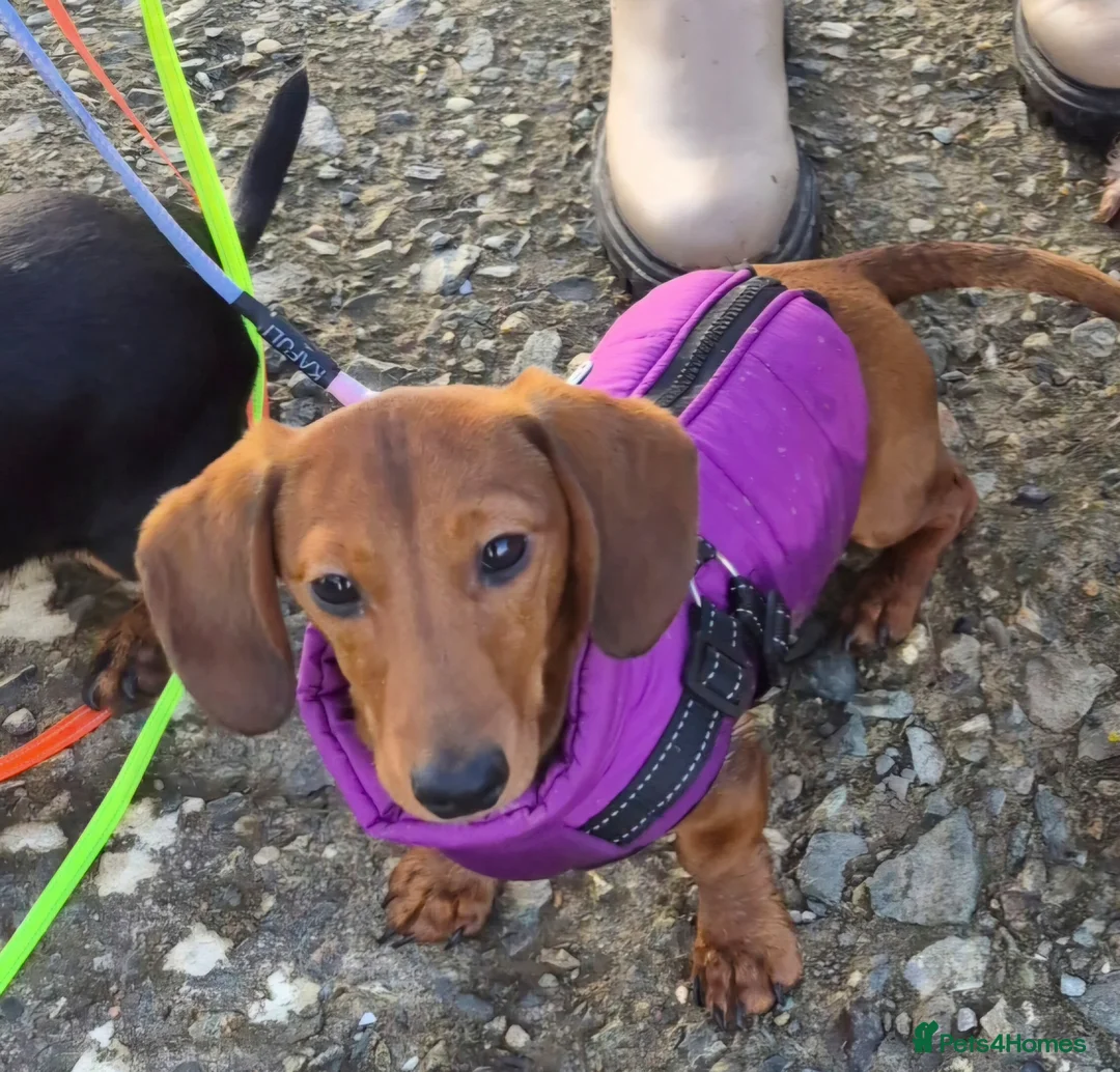 Dachshund dogs for sale: Miniture Red. Smooth haired Male in Cardigan - Advert 4